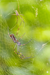 Large Legs Tropical Spider at Botanical Garden, Guayaquil, Ecuador