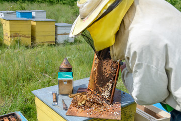 Beekeeper cuts beyond larvae of bees male. Apiculture.