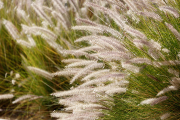 Brightly glowing in the sun eared grass