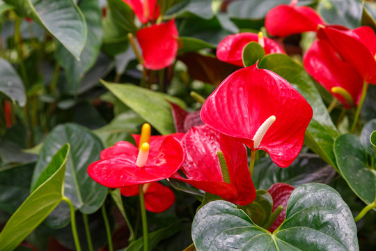 Red anthuriums
