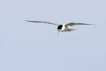 Zwergseeschwalbe (Sternula albifrons) im Flug