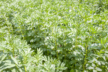 Broad beans plants.