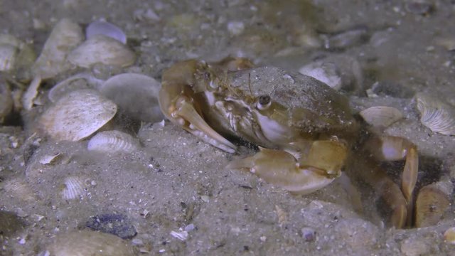 Flying swimming crab (Liocarcinus holsatus) slowly buries into sandy ground, medium shot.
