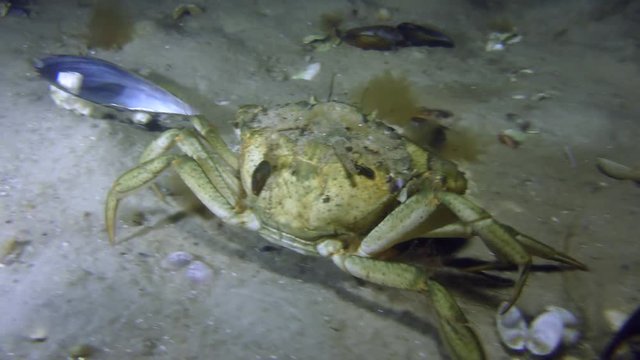 Green crab or Shore crab (Carcinus maenas) slowly crawls along the sandy bottom.
