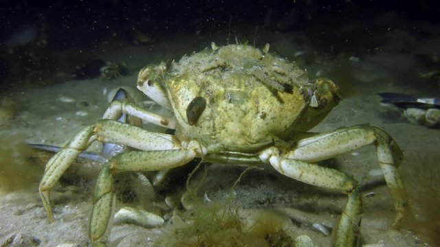 Green crab or Shore crab (Carcinus maenas) slowly creeps from the camera into the darkness.
