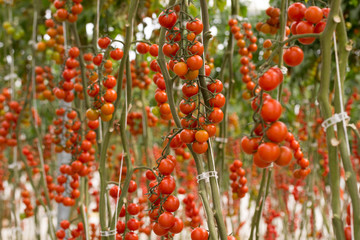 Tomate cherry rama en planta