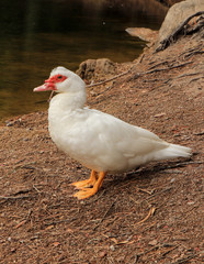 White duck on the banks of a lake