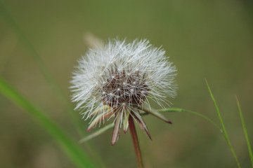Dandelion on the meadow 