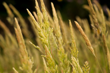 Grass on the field at the sunset. Agricultural landscape