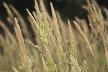 Grass on the field at the sunset. Agricultural landscape
