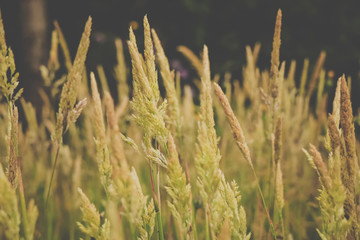 Grass on the field at the sunset. Agricultural landscape
