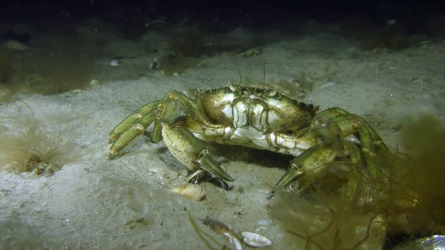 Green crab or Shore crab (Carcinus maenas) is looking for food alternately plunging its feet into the sand.
