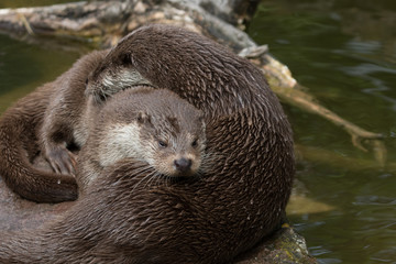 Eurasischer Fischotter