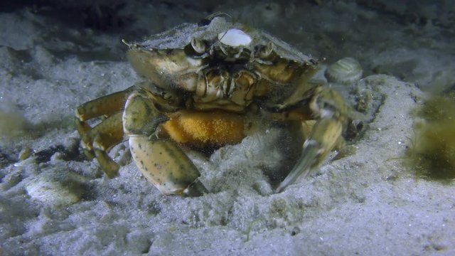 Female Green crab or Shore crab (Carcinus maenas) with orange eggs attached to the abdomen slowly buries into the sand.
