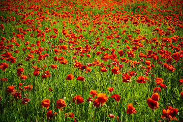 Fototapeta premium flower field of red poppy seed background