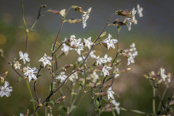 a white wild meadow flower of campion with blurred background