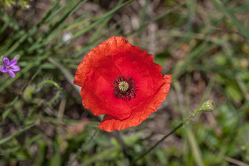 a close up of red poppy flower growing between green grass