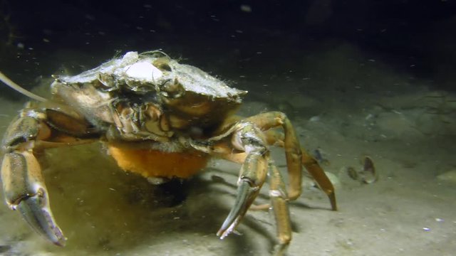 Female Green crab or Shore crab (Carcinus maenas) with orange eggs attached to the abdomen goes along the sandy bottom.

