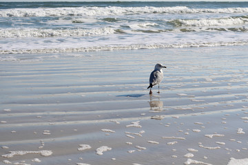 Seagulls at the sea in Daytona beach, USA