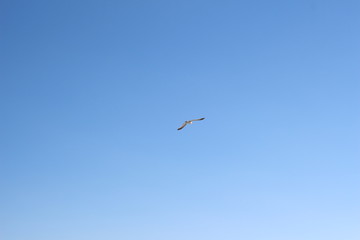 Fototapeta premium Seagulls in Daytona beach, Usa