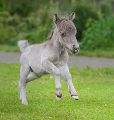 Obraz premium HF NOBLE'S GULLIVER - world's smallest horse 2017 year. Tiny foal measuring just 31 cm tall. American miniature horse.