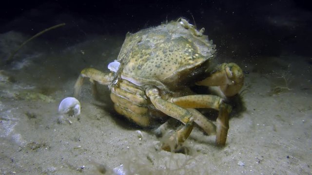 Female Green crab or Shore crab (Carcinus maenas) slowly buries into the sand, the back view.
