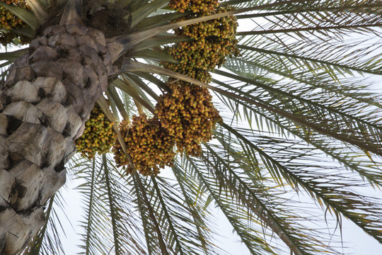 new season dates nearly ready on a date palm tree
