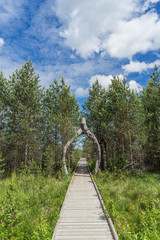 Fototapeta na wymiar Wide wooden walkway on Riisa bog in Estonia going to the a small coniferous forest of pines in summer sunny day with blue sky and big clouds