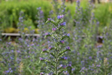 Flowers and plants on railways. Slovakia