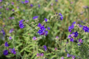 Flowers and plants on railways. Slovakia