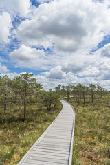 Wide wooden walkway on Riisa bog in Estonia going to the a small coniferous forest of pines in summer sunny day with blue sky and big clouds
