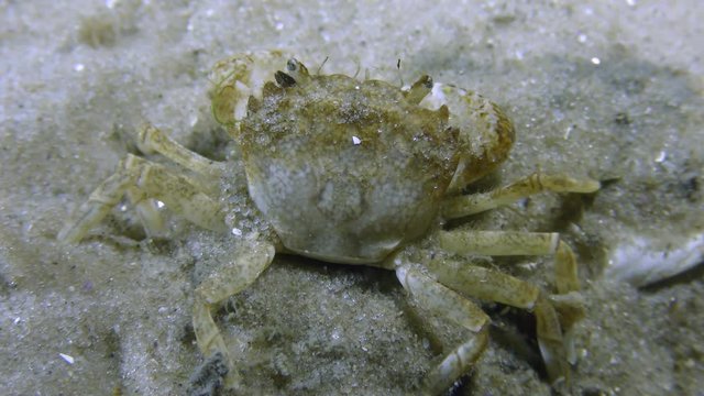 Grapsoid Crab (Brachynotus sexdentatus) sits on a sandy bottom, then leaves the frame.

