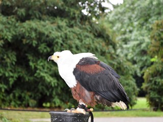 Sokół vs Jastrząb  © Iwona