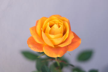 Orange Rose Blossom