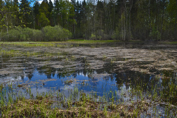 Spring in the forest.