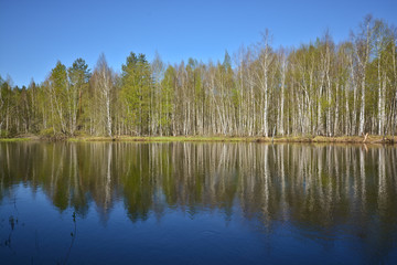 Spring on the forest river.