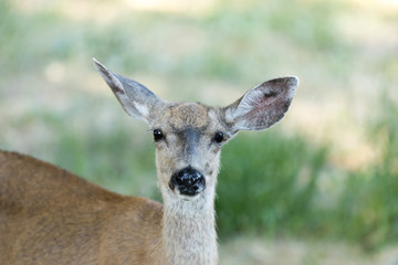 Naklejka na ściany i meble Black-tailed Deer (Odocoileus hemionus) Head, Adult Female. San Mateo County, California, USA.