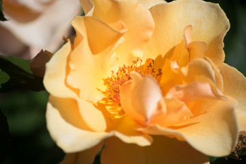 Fototapeta na wymiar Close up of an orange rose