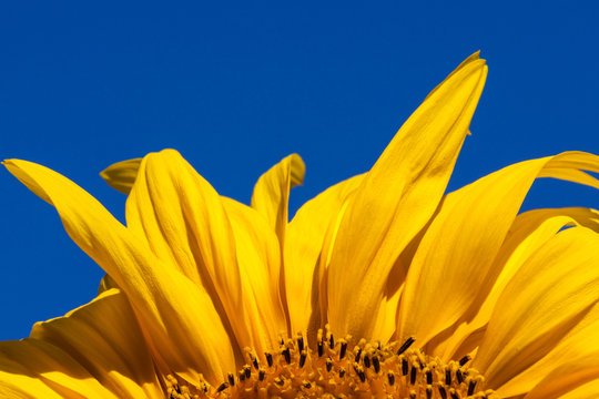 Sunflower Against Blue Sky