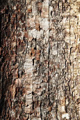 The structure of old decayed wood