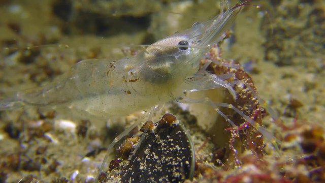 Baltic prawn (Palaemon adspersus) on the seabed, close-up.
