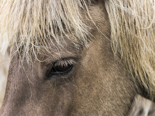 Head and Eye of Icelandic Horse