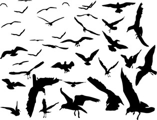 large and small gulls on white background