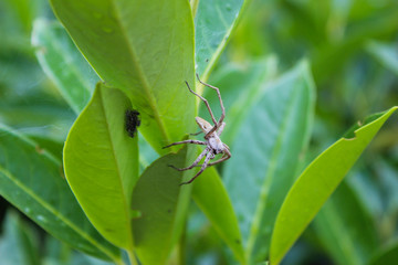 Crimean spider