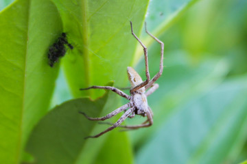Crimean spider