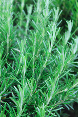 Growing rosemary