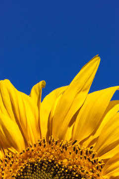 Sunflower Against Blue Sky