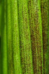 Fototapeta premium green leaf background