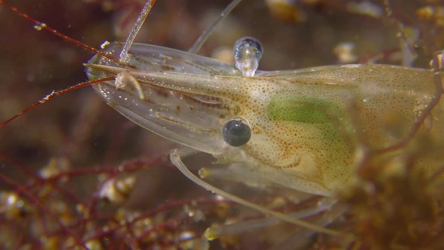 Eyes of Baltic prawn (Palaemon adspersus), close-up.
