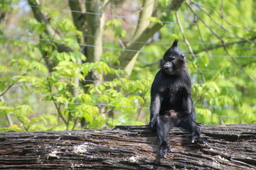 Affe auf einem Baumstamm